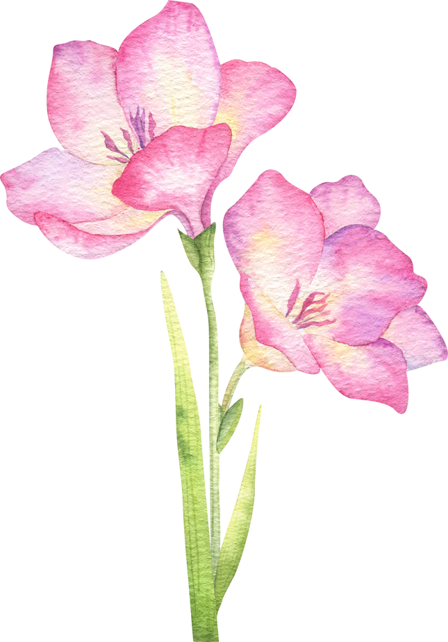 Pink Watercolor Flower